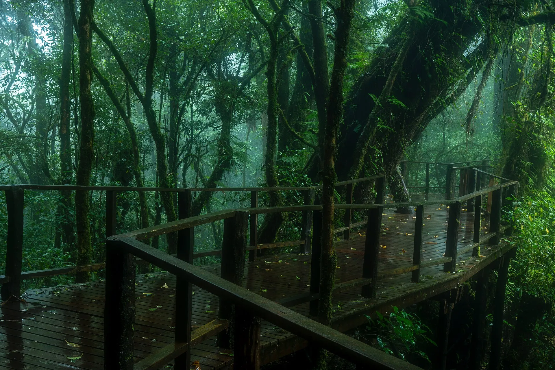 Ang Ka Nature Trail, Doi Inthanon Summit